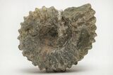 Bumpy Ammonite (Douvilleiceras) Fossil - Madagascar #205026-1